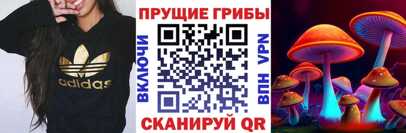 blacksprut зеркало  Дубна  Псилоцибиновые грибы Magic Shrooms 